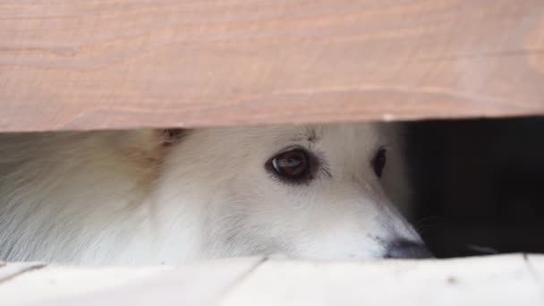 Unhappy Japanese spitz refuses to eat. dog in a cage. animal cruelty. — Vídeo de stock