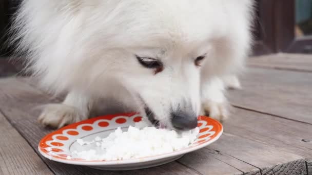 Japon spitz süzme peynirle beslenir. Beslenen köpek için yemek. Faydalı yemek. — Stok video