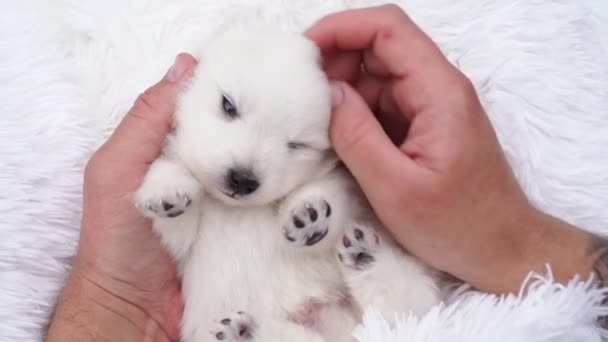 Mężczyźni ręce trzymać i głaskać mały biały szczeniak japoński Spitz. — Wideo stockowe