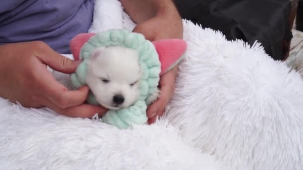 Japanese Spitz puppy in the hair bezel with ears in the hands of a man. — Stock video