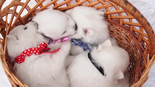 Top view. four white puppies in a basket. breeding dogs breed Japanese Spitz. — Vídeo de Stock
