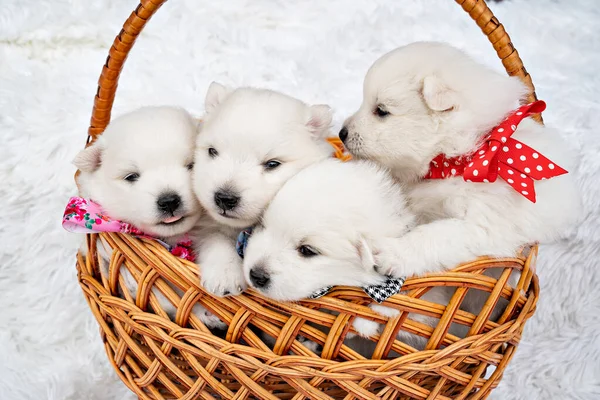 Четыре белых щенка в корзине. размножающиеся собаки порождают японский шпиц. — стоковое фото