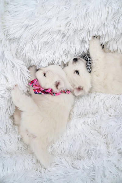 Dois cachorros. bonito japonês spitz com arcos em torno de seus pescoços sentado no cobertor — Fotografia de Stock