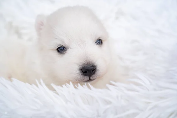 Mignon chiot japonais spitz blanc. chien pur-sang sur une couverture blanche moelleuse. — Photo