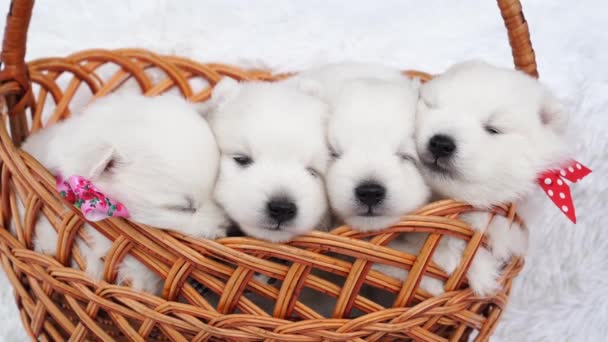 Νυσταγμένα τέσσερα λευκά κουτάβια σε ένα καλάθι. αναπαραγωγή σκυλιά φυλή Ιαπωνικά Spitz. — Αρχείο Βίντεο