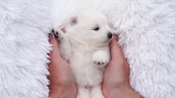 Mannen handen vasthouden en strelen een kleine witte puppy Japanse Spitz. — Stockvideo