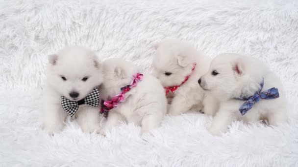 Cuccioli. carino giapponese spitz con archi intorno al collo seduto su coperta — Video Stock