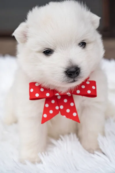 Aranyos fehér japán spitz kiskutya egy piros íj a nyak körül. — Stock Fotó