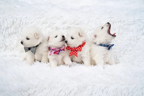 Yavru köpekler. Boyunlarında fiyonklar, battaniyenin üzerinde oturan sevimli Japon spitz 'i. — Stok fotoğraf