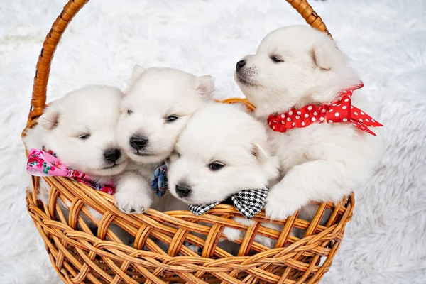 four white puppies in a basket. breeding dogs breed Japanese Spitz.