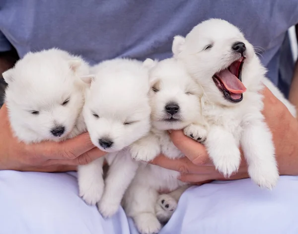 Schläfrige japanische Spitzwelpen in den Händen eines Mannes. niedliche weiße flauschige Hunde. — Stockfoto