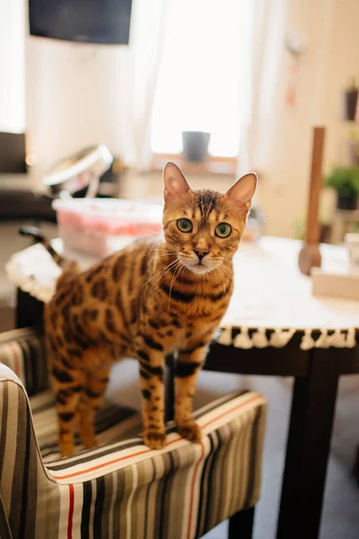 Gato listrado em uma cadeira perto da mesa — Fotografia de Stock