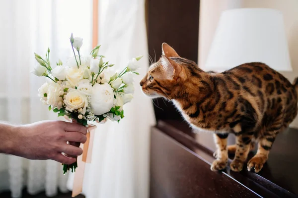 줄무늬가 있는 귀여운 고양이가 흰 신부 부케를 냄새맡는다. 결혼식에 참석 한 동물들. — 스톡 사진