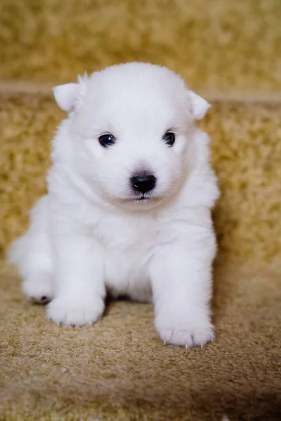 Lindo blanco japonés spitz cachorro. perro pura sangre se sienta en las escaleras — Foto de Stock