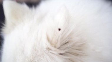 Keneler tehlikeli parazitlerdir. Sıcak mevsimde köpek sahiplerinin sorunu.... 