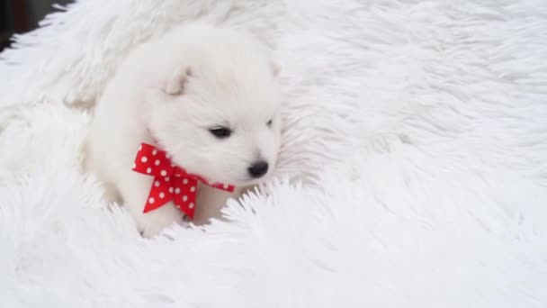 Schattig wit japans spitz puppy met een rode strik rond de hals. — Stockvideo