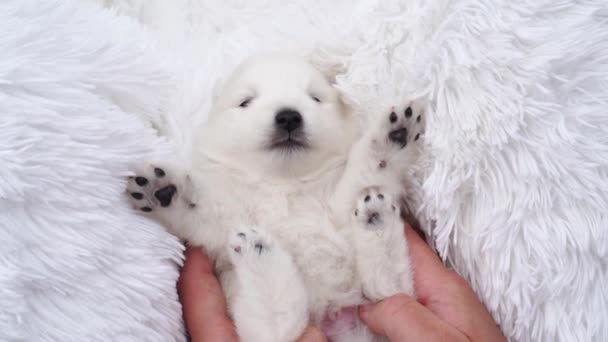 Mannen handen vasthouden en strelen een kleine witte puppy Japanse Spitz. — Stockvideo