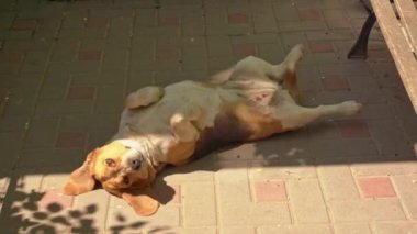 Basset Av Köpeği fayansta göbek üstü yatıyor. 