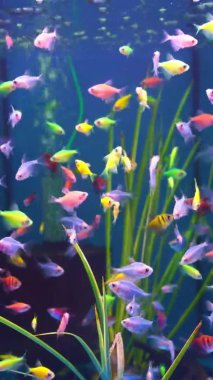 dikey video. Akvaryumda çok renkli küçük balıklar yüzer. Meditasyon. evcil hayvan dükkanı.