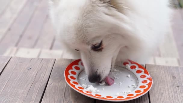 El spitz japonés se alimenta de requesón. comida para el perro lactante. alimentos útiles. — Vídeo de stock