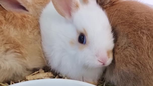 Kleines weißes Kaninchen zwischen zwei roten Kaninchen. Haustiere. — Stockvideo