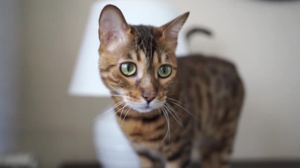 Chat rayé sur la table de chevet près d'une lampe de table blanche. — Video