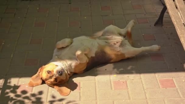 Basset Hounds pies leży brzuch do góry na płytce. — Wideo stockowe