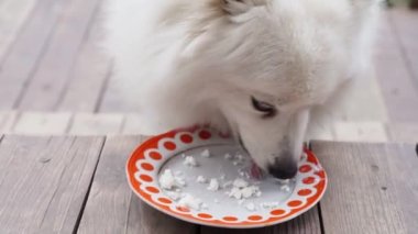 Japon spitz süzme peynirle beslenir. Beslenen köpek için yemek. Faydalı yemek. 
