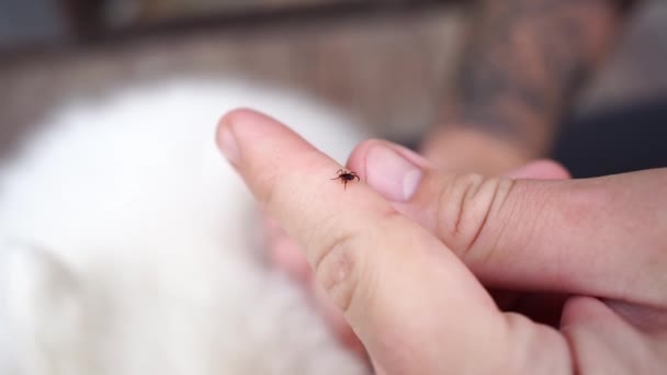 Hands remove the tick from the dogs fur.dangerous parasites. — Stock Video