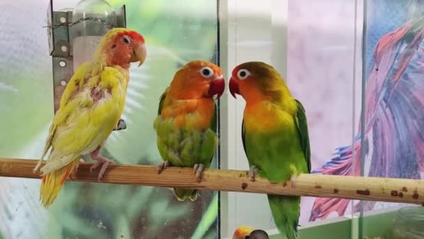 Drie tortelduifpapegaai. grote, kleurrijke, mooie papegaaien. — Stockvideo