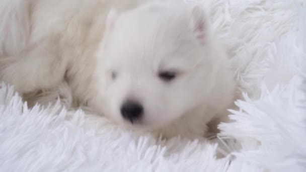 En söt vit japansk spottvalp. fullblod hund på en fluffig vit coverlet. — Stockvideo