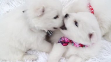 Boynunda renkli bir fiyonk olan tatlı beyaz Japon köpekleri..