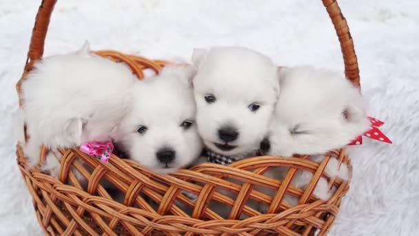 Четверо милих білих цуценят у кошику. породжують японський шпіц. — стокове відео