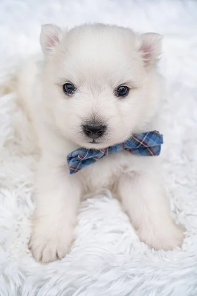 Cute white Japanese spitz puppy with a blue bow around the neck. — Stock Photo, Image