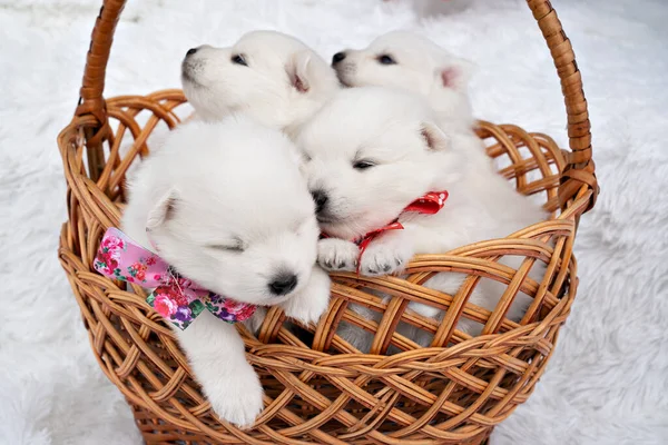 Patru pui albi într-un coş. câini de reproducție rasa Spitz japonez . — Fotografie, imagine de stoc