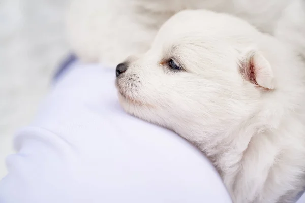 Cachorrinho Spitz japonês no ombro dos homens. bonito branco fofo cães. — Fotografia de Stock