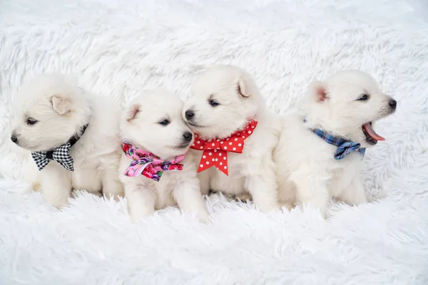 Des chiots. mignon japonais spitz avec des arcs autour de leur cou assis sur coverlet — Photo