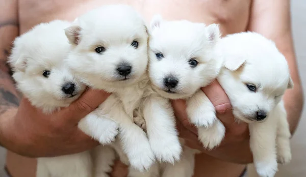 Quatro cachorros Spitz japoneses nas mãos de um homem. pequenos cães fofinhos brancos bonitos. — Fotografia de Stock