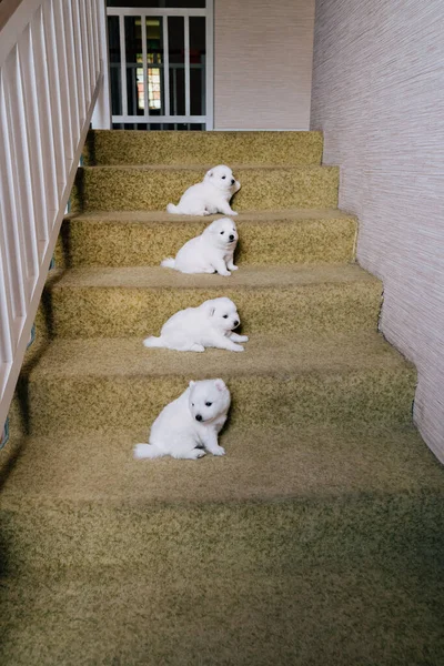 Quatro lindos cachorrinhos japoneses de spitz nas escadas. cães fofinhos brancos. — Fotografia de Stock