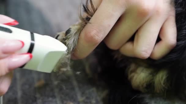 동물을 위한 이발 기계를 사용하여 요크셔 테리어 의발에 있는 털을 깎는 조련사. — 비디오
