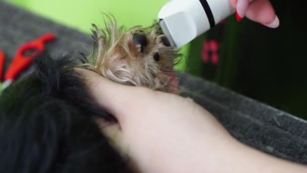 El peluquero corta los pelos a las patas de Yorkshire Terrier por la máquina de corte de pelo para los animales. — Vídeos de Stock