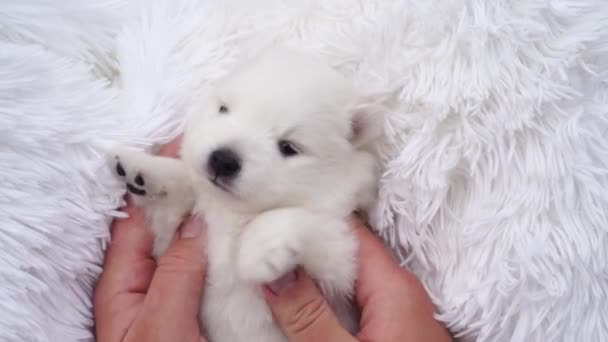 Pánské ruce drží a hladí malé bílé štěně japonské Spitz. — Stock video
