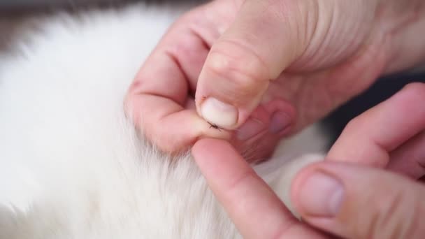 Hände entfernen die Zecke vom Hundefell. Gefährliche Parasiten. — Stockvideo