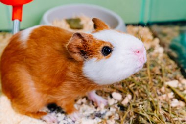 Kafesinde beyaz kobay faresi olan kızıl saçlı tatlı bir kız. Evcil hayvan satan bir dükkan.. 