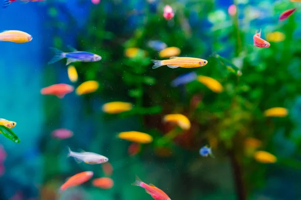 Danio malé, rychlé ryby s neobvyklými barvami. — Stock fotografie
