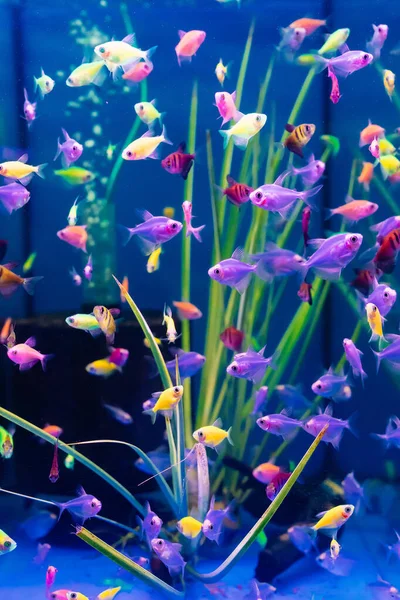 De meervoudig gekleurde vissen zwemmen in het aquarium. meditatie. dierenwinkel. — Stockfoto