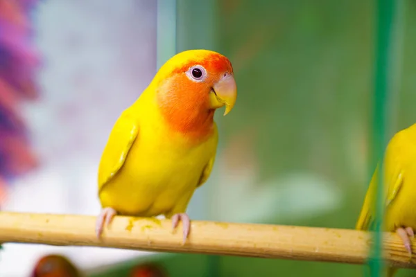 Liebespapagei. Vogel ist unzertrennlich. große, farbenfrohe, schöne Papageien. — Stockfoto