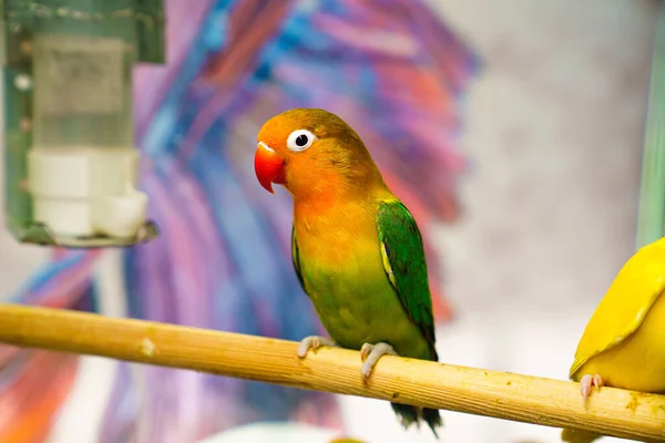 Liebespapagei. Vogel ist unzertrennlich. große, farbenfrohe, schöne Papageien. — Stockfoto