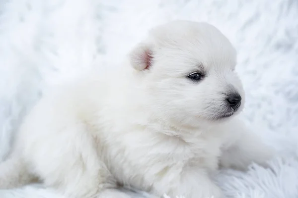 Şirin beyaz Japon köpek yavrusu. Kabarık beyaz bir örtüde safkan bir köpek. — Stok fotoğraf