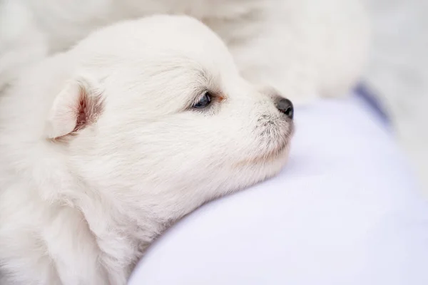 Japon Spitz köpeği erkeğin omzunda. Şirin beyaz tüylü köpekler.. — Stok fotoğraf